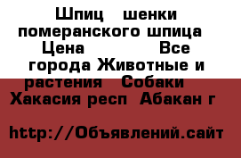 Шпиц - шенки померанского шпица › Цена ­ 20 000 - Все города Животные и растения » Собаки   . Хакасия респ.,Абакан г.